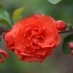 Double Take Orange™ Flowering Quince 10 Double Take Orange™ Flowering Quince -AURA Flower Shop 550 2089 popup