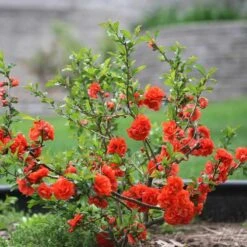 AURA Flower Shop 50 Double Take Orange™ Flowering Quince