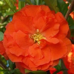Double Take Orange™ Flowering Quince 11 Double Take Orange™ Flowering Quince -AURA Flower Shop 550 2092 popup