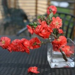 Double Take Orange™ Flowering Quince 12 Double Take Orange™ Flowering Quince -AURA Flower Shop 550 2093 popup sw