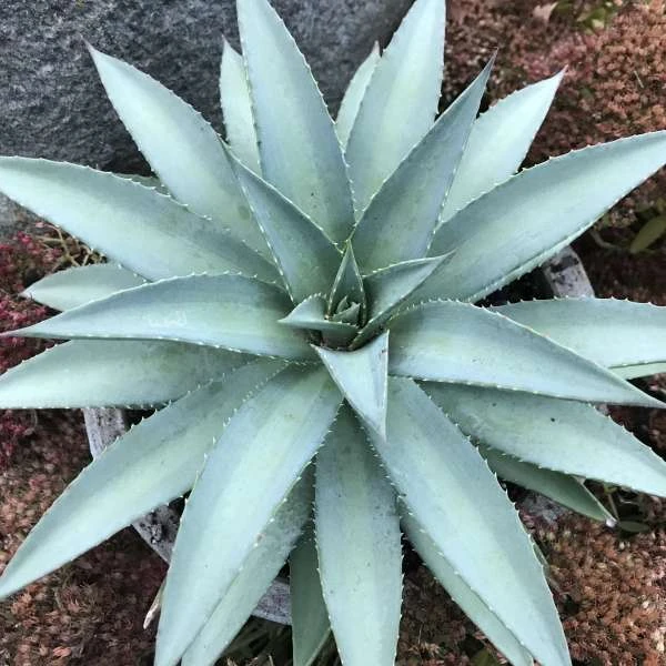 Mad About Mangave® 'Frosted Elegance' Mangave 1 Mad About Mangave® 'Frosted Elegance' Mangave