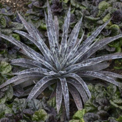 Mad About Mangave® 'Moonglow' Mangave 6 Mad About Mangave® 'Moonglow' Mangave -AURA Flower Shop 554Mangave Moonglow 3