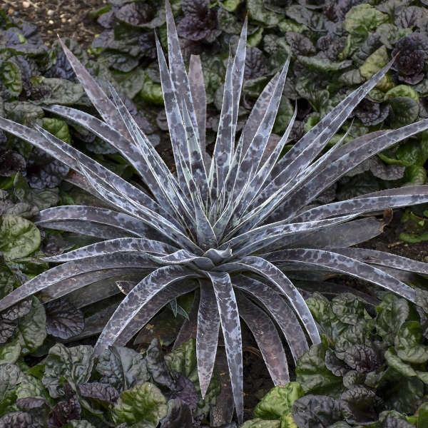 Mad About Mangave® 'Moonglow' Mangave 3 Mad About Mangave® 'Moonglow' Mangave - Image 3