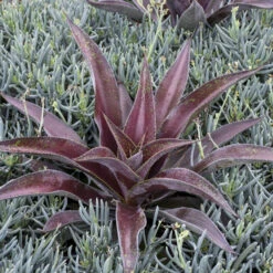 Mad About Mangave® 'Mission To Mars' Mangave 7 Mad About Mangave® 'Mission To Mars' Mangave -AURA Flower Shop 555be7912669a4ed0316e84fab1e10c9