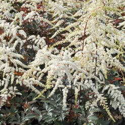 'Moccachino' Astilbe