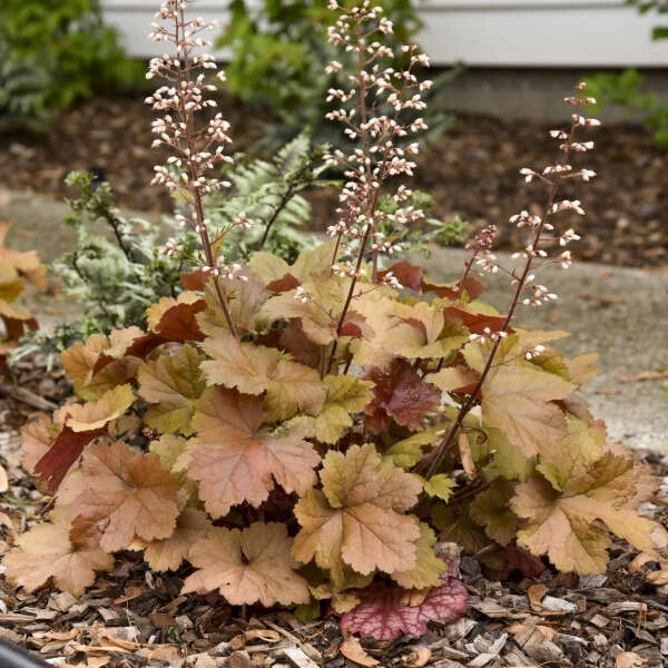 Dolce® 'Toffee Tart' Coral Bells 2 Dolce® 'Toffee Tart' Coral Bells - Image 2