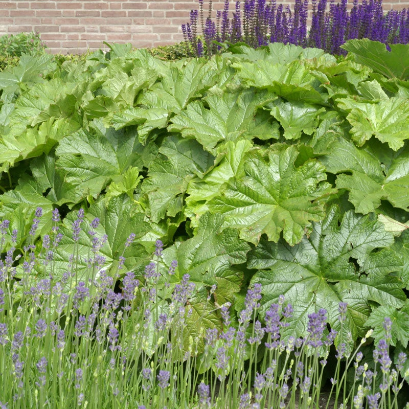 Umbrella Plant 1 Umbrella Plant