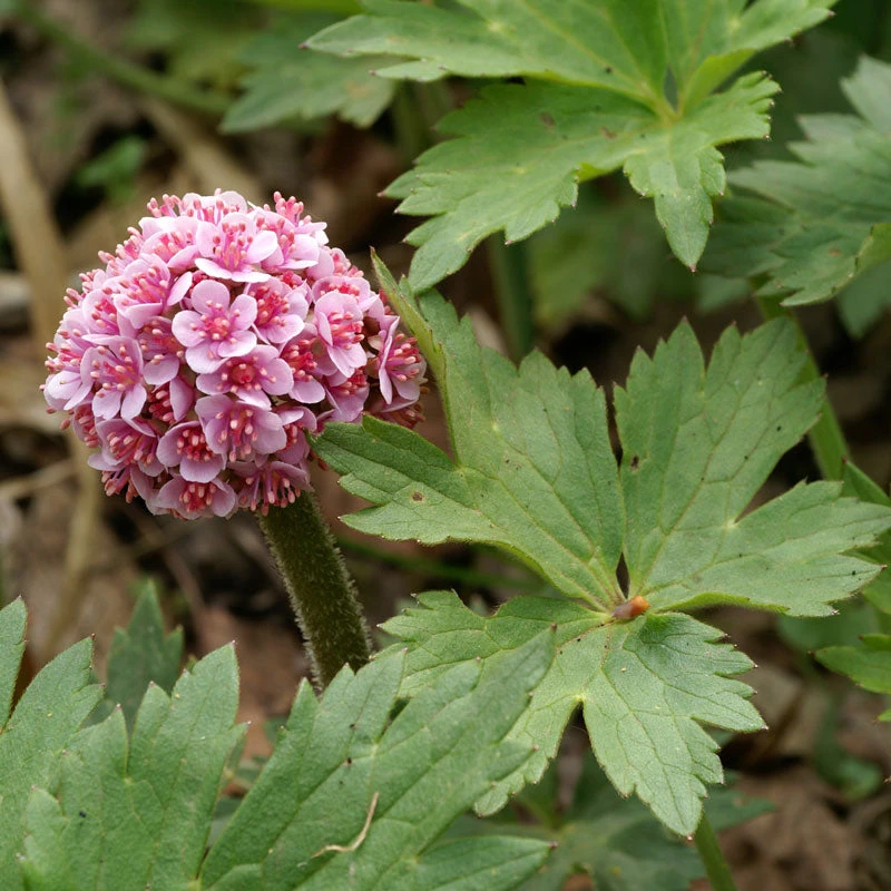 Umbrella Plant 2 Umbrella Plant - Image 2