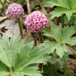 Umbrella Plant 6 Umbrella Plant -AURA Flower Shop 563 Darmera peltata umbrella 3