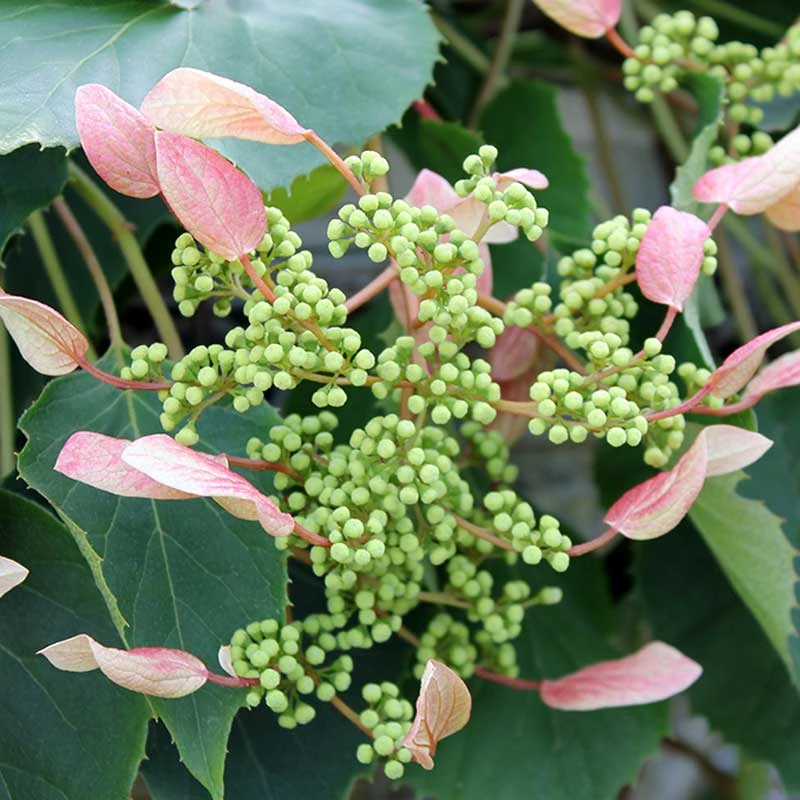 Rose Sensation™ False Hydrangea Vine 2 Rose Sensation™ False Hydrangea Vine - Image 2