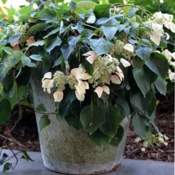 Rose Sensation™ False Hydrangea Vine 5 Rose Sensation™ False Hydrangea Vine -AURA Flower Shop 566 2163 popup
