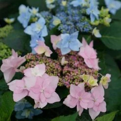 Tuff Stuff Ah-Ha® Mountain Hydrangea 8 Tuff Stuff Ah-Ha® Mountain Hydrangea -AURA Flower Shop 567 2166 popup