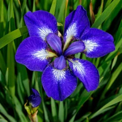 'I See Stars' Siberian Iris