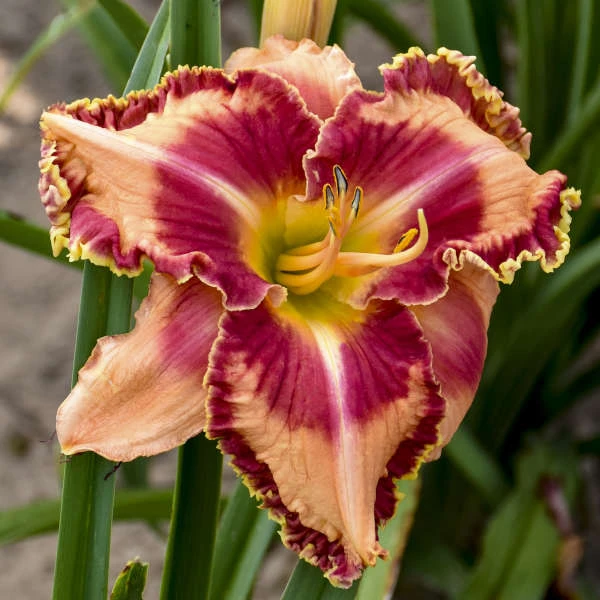 Rainbow Rhythm® 'Lake Of Fire' Daylily 1 Rainbow Rhythm® 'Lake Of Fire' Daylily
