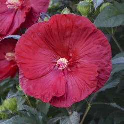 Summerific® 'Cranberry Crush' Perennial Hibiscus -AURA Flower Shop 607Hibiscus CranberryCrush 4