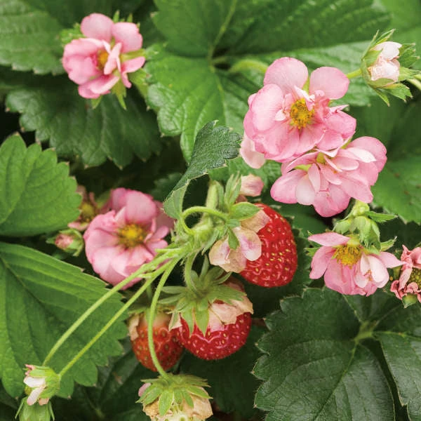 Berried Treasure® Pink Everbearing Strawberry 1 Berried Treasure® Pink Everbearing Strawberry