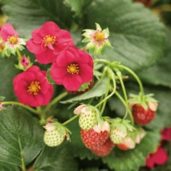 Berried Treasure® Red Everbearing Strawberry
