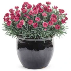 Fruit Punch® 'Black Cherry Frost' Dianthus 7 Fruit Punch® 'Black Cherry Frost' Dianthus -AURA Flower Shop 634 2695 popup