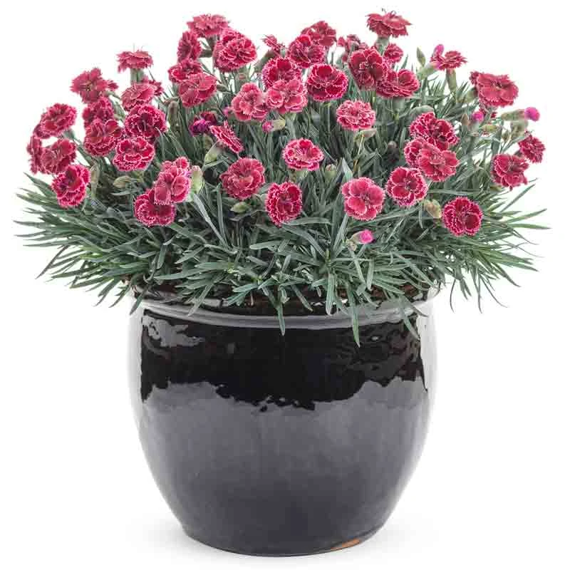 Fruit Punch® 'Black Cherry Frost' Dianthus 3 Fruit Punch® 'Black Cherry Frost' Dianthus - Image 3