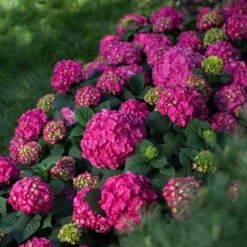Endless Summer® Summer Crush® Bigleaf Hydrangea 10 Endless Summer® Summer Crush® Bigleaf Hydrangea -AURA Flower Shop 640 2720 popup