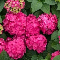 Endless Summer® Summer Crush® Bigleaf Hydrangea 9 Endless Summer® Summer Crush® Bigleaf Hydrangea -AURA Flower Shop 640 2721 popup