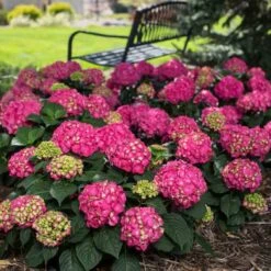 AURA Flower Shop 14 Endless Summer® Summer Crush® Bigleaf Hydrangea