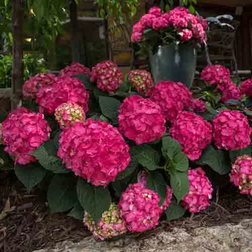 Endless Summer® Summer Crush® Bigleaf Hydrangea 2 Endless Summer® Summer Crush® Bigleaf Hydrangea - Image 2