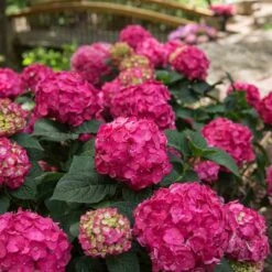 Endless Summer® Summer Crush® Bigleaf Hydrangea 8 Endless Summer® Summer Crush® Bigleaf Hydrangea -AURA Flower Shop 640 2724 popup