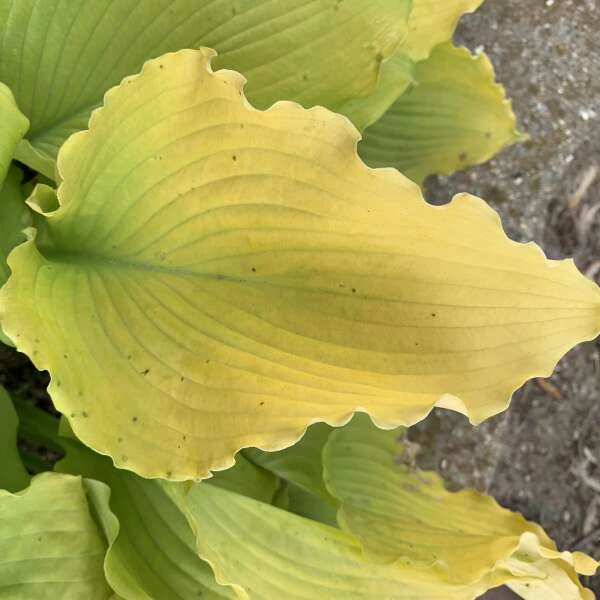 Shadowland® 'Echo The Sun' Hosta 2 Shadowland® 'Echo The Sun' Hosta - Image 2