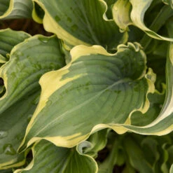 Shadowland® 'Voices In The Wind' Hosta -AURA Flower Shop 675 Shadowland Voices In The Wind Hosta 3