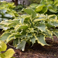 Shadowland® 'Voices In The Wind' Hosta -AURA Flower Shop 675 Shadowland Voices In The Wind Hosta 4