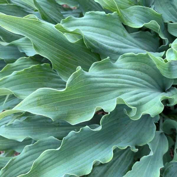 'Wild Imagination' Hosta 2 'Wild Imagination' Hosta - Image 2