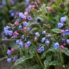 'Pink-a-Blue' Lungwort