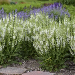 'White Profusion' Salvia -AURA Flower Shop 685 White Profusion Salvia 3