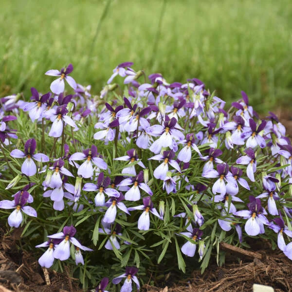 'Eco Artist Palette' Birdfoot Violet 3 'Eco Artist Palette' Birdfoot Violet - Image 3