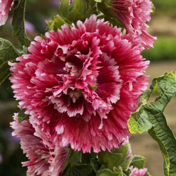 'Fiesta Time' Hollyhock 3 'Fiesta Time' Hollyhock - Image 3
