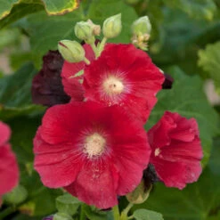 'Mars Magic' Hollyhock 5 'Mars Magic' Hollyhock -AURA Flower Shop 694 Mars Magic Hollyhock 2