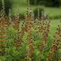 Decadence® 'Cherries Jubilee' False Indigo 9 Decadence® 'Cherries Jubilee' False Indigo -AURA Flower Shop 697 Decadence Cherries Jubilee False Indigo 4