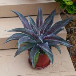 Mad About Mangave® 'Mission To Mars' Mangave 6 Mad About Mangave® 'Mission To Mars' Mangave -AURA Flower Shop 6a6cda7c97208e48f864a4bbe5b7b04e