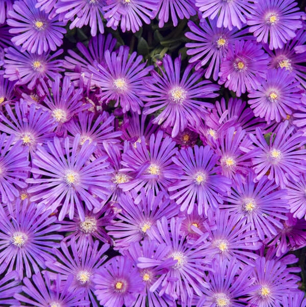 Kaleidoscope™ 'Orchid Flash' Ice Plant 1 Kaleidoscope™ 'Orchid Flash' Ice Plant