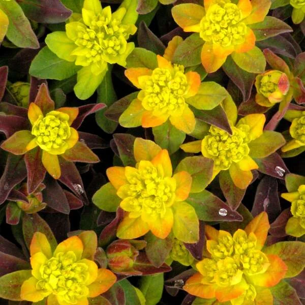 'Bonfire' Spurge 2 'Bonfire' Spurge - Image 2