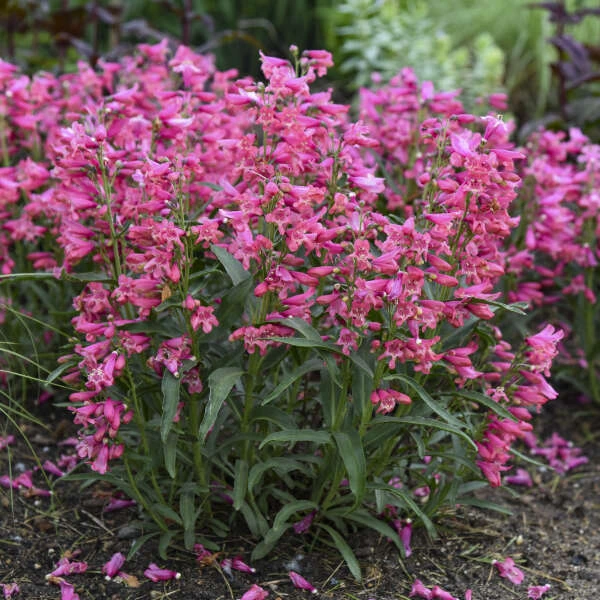 Bejeweled™ 'Pink Pearls' Beardtongue 3 Bejeweled™ 'Pink Pearls' Beardtongue - Image 3