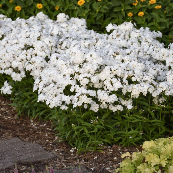 'Opening Act White' Hybrid Phlox 1 'Opening Act White' Hybrid Phlox