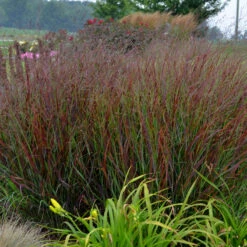 AURA Flower Shop 60 Prairie Winds® 'Cheyenne Sky' Switchgrass