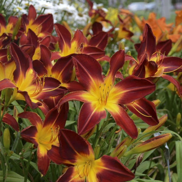 Rainbow Rhythm® 'Ruby Spider' Daylily 1 Rainbow Rhythm® 'Ruby Spider' Daylily