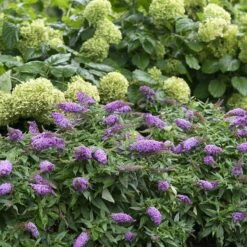 Pugster Periwinkle® Butterfly Bush 6 Pugster Periwinkle® Butterfly Bush -AURA Flower Shop 855 4139 popup