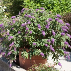 Lo & Behold® 'Purple Haze' Butterfly Bush 6 Lo & Behold® 'Purple Haze' Butterfly Bush -AURA Flower Shop 856 4142 popup