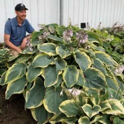 Shadowland® 'Gigantosaurus' Hosta 6 Shadowland® 'Gigantosaurus' Hosta -AURA Flower Shop 858e931dfdac627605d9c3b55b7fd599
