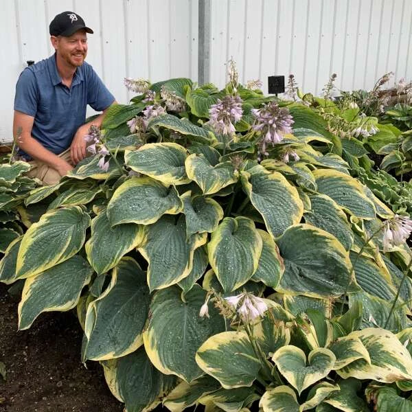 Shadowland® 'Gigantosaurus' Hosta 3 Shadowland® 'Gigantosaurus' Hosta - Image 3