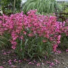 Bejeweled™ 'Pink Pearls' Beardtongue